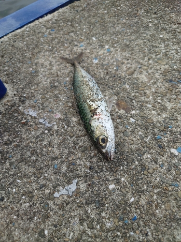 マサバの釣果