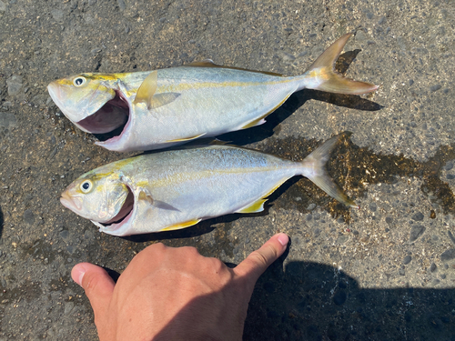 ショゴの釣果