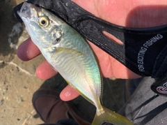 シマアジの釣果