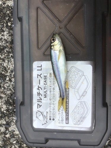 カワムツの釣果