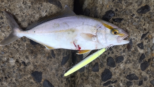 ショゴの釣果