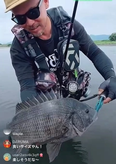 チヌの釣果