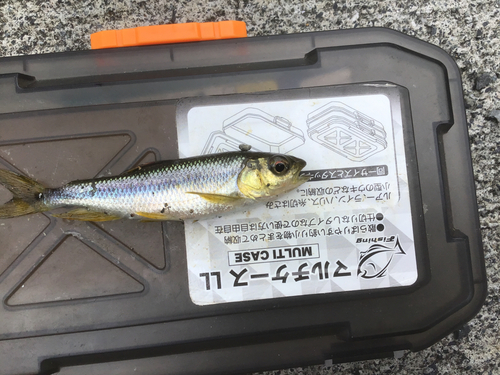 カワムツの釣果