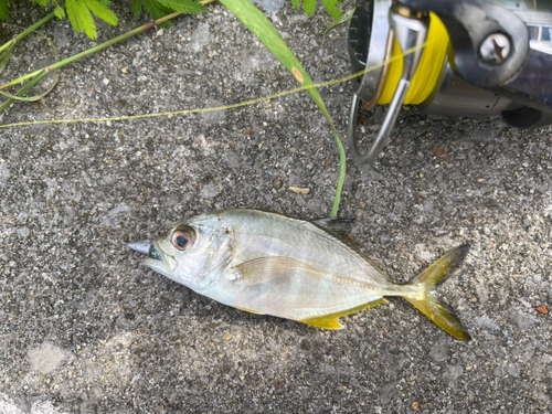 ギンガメアジの釣果