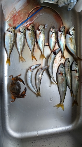 アジの釣果