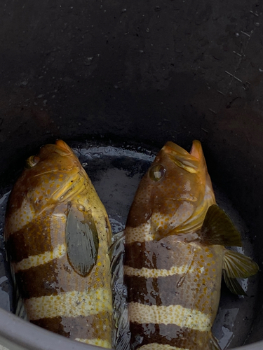 アオハタの釣果