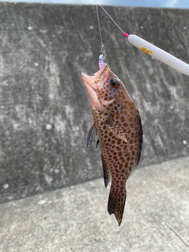 オオモンハタの釣果