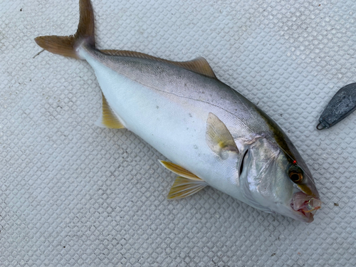 ショゴの釣果