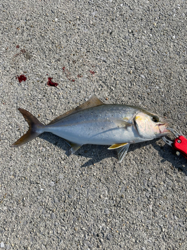 ネリゴの釣果