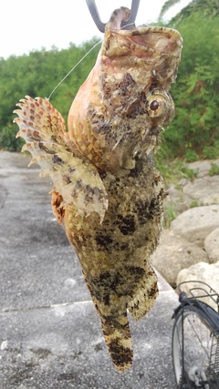 イヌカサゴの釣果