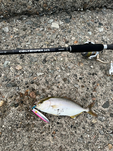 ショゴの釣果