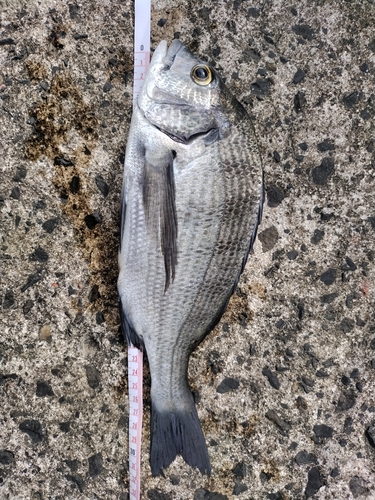 クロダイの釣果