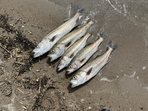 シーバスの釣果