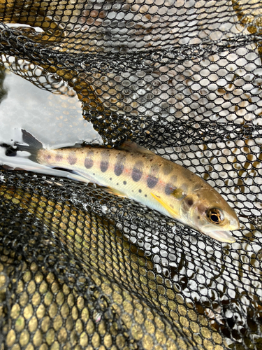 アマゴの釣果