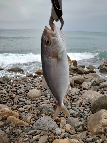 ネイリの釣果