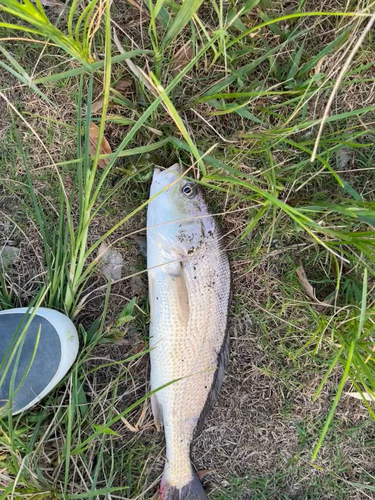 イシモチの釣果