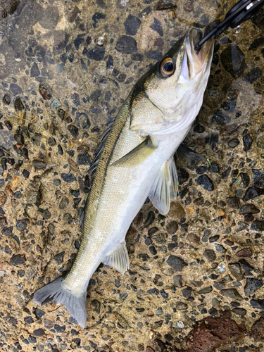 フッコ（マルスズキ）の釣果