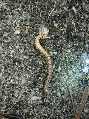 ウツボの釣果