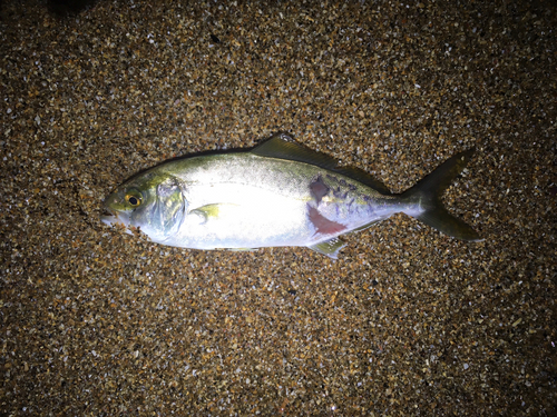 ショゴの釣果