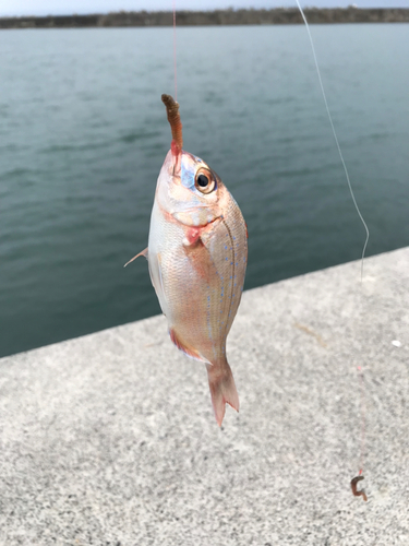 タイの釣果