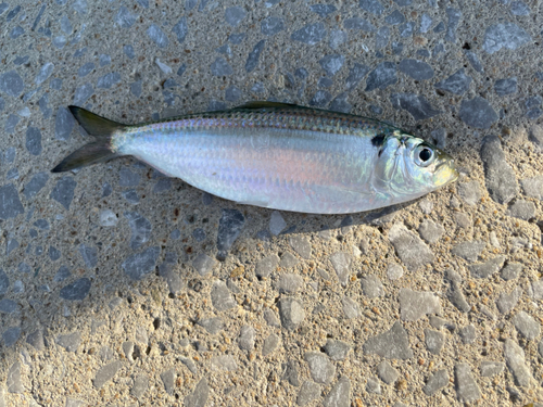 コノシロの釣果