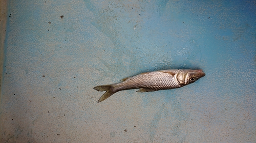 ニゴイの釣果