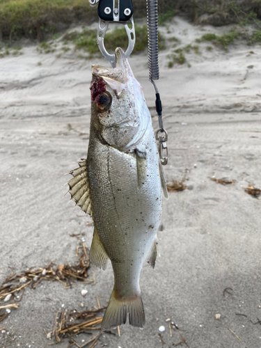 スズキの釣果