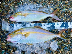 ショゴの釣果