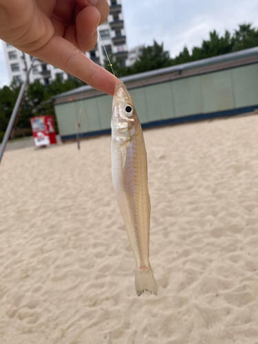 シロギスの釣果