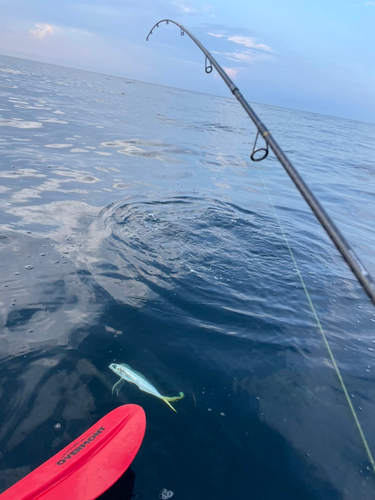 イナダの釣果