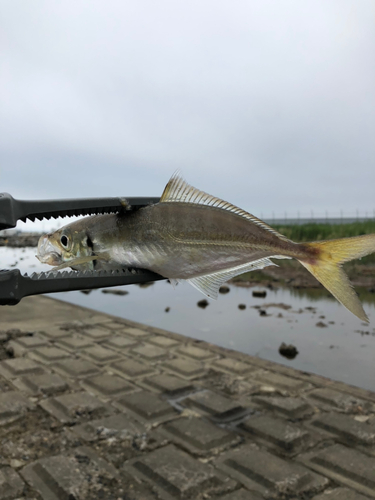 マアジの釣果