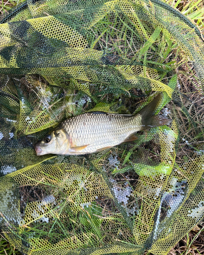 コイの釣果