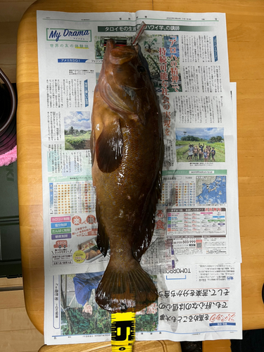 キジハタの釣果