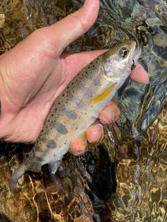 アマゴの釣果