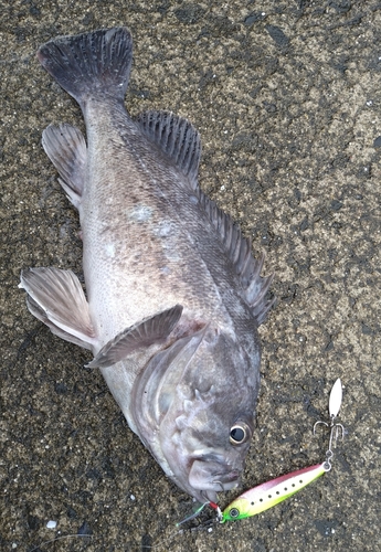 クロソイの釣果