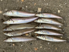 キスの釣果