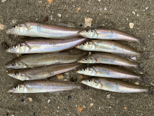 キスの釣果