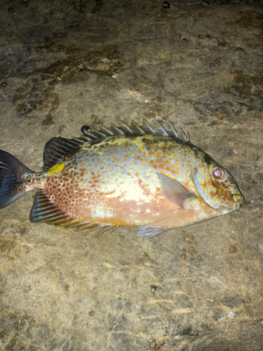 カーエーの釣果