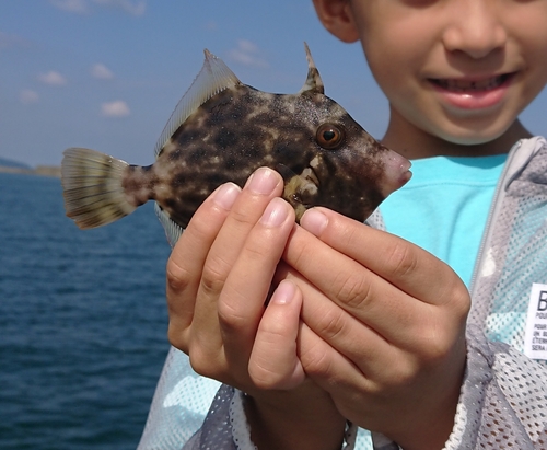 カワハギの釣果