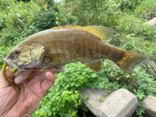 スモールマウスバスの釣果