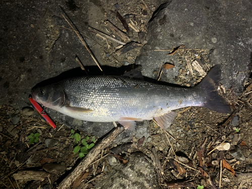 ウグイの釣果