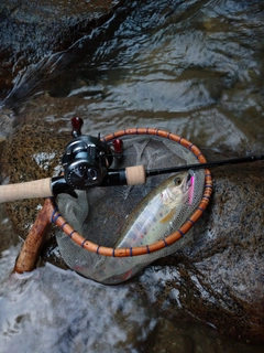 アマゴの釣果