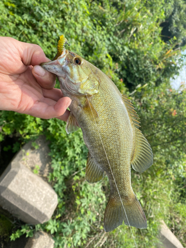 スモールマウスバスの釣果