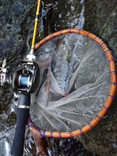 アマゴの釣果