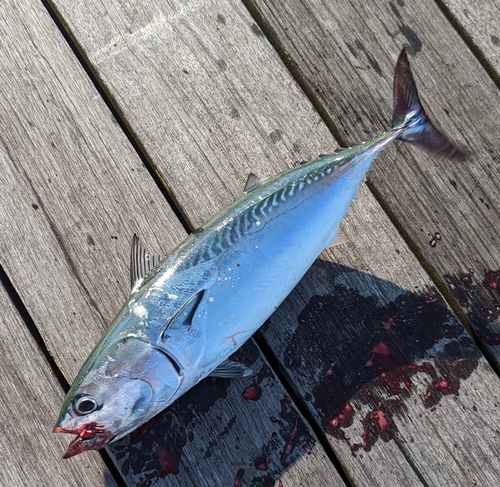 ヒラソウダの釣果