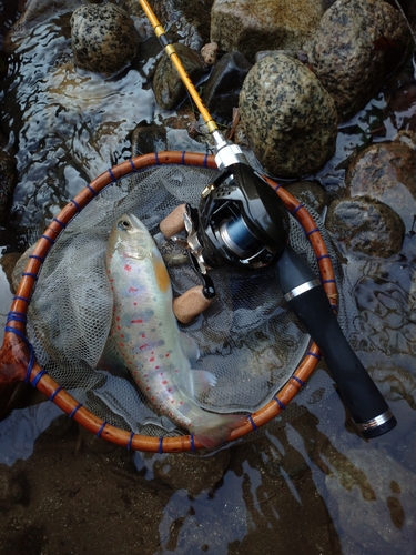 アマゴの釣果