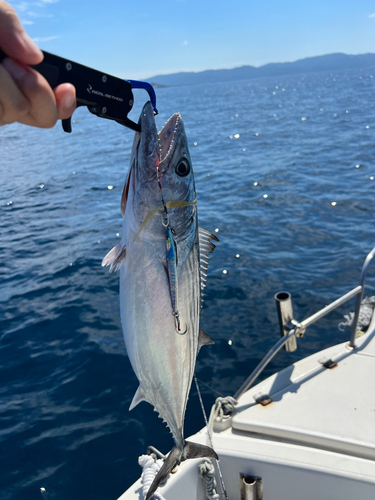 ハガツオの釣果