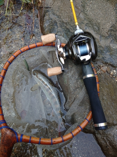 アマゴの釣果