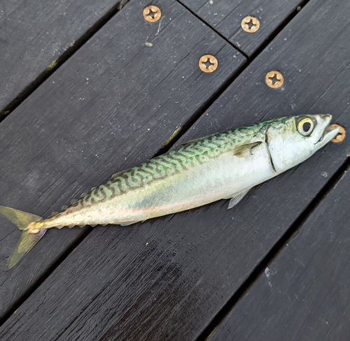 マサバの釣果