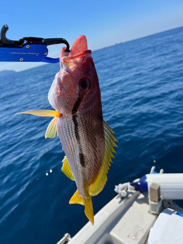 アカイサキの釣果